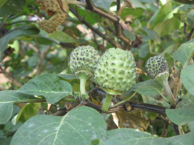 عکس تاتوره Datura metelSolanaceae 3